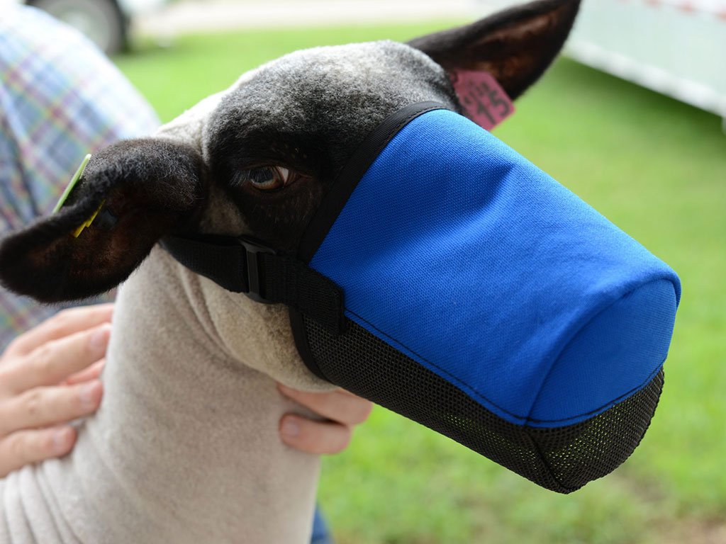 lamb muzzle