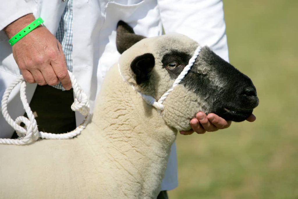 6 Tips for Getting Started in Stock Show Competition US Whip